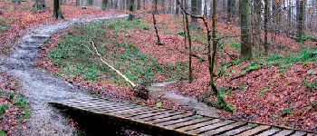 Punto de interés Watermael-Boitsfort - Watermaal-Bosvoorde - Forêt de Soignes - Photo