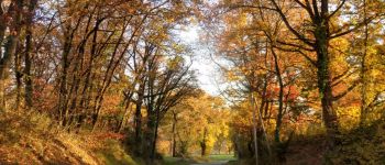 Punto di interesse Lombez - Forêt fin d'automne - Photo
