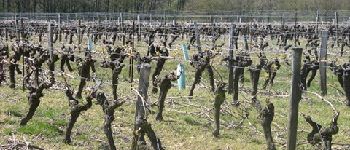 Punto di interesse Saint-Étienne-du-Bois - La vigne sur les cailloutis - Photo