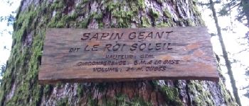 Punto de interés Saint-Maurice-sur-Moselle - Sapin geant - Photo