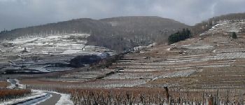 Point d'intérêt Kaysersberg-Vignoble - Vignes - Photo