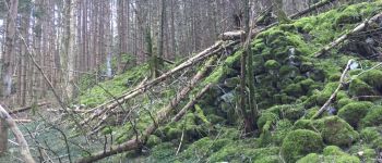 Point d'intérêt Bélesta - mur tumulus?  - Photo