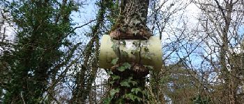 Point d'intérêt Boutigny-sur-Essonne - 01 - Un petit chêne très affamé - Photo