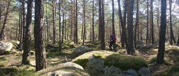Punto de interés Fontainebleau - 05 - Une forêt de bosses moussues - Photo