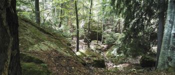 Point d'intérêt Salvan - forêt remarquable sauvage - Photo