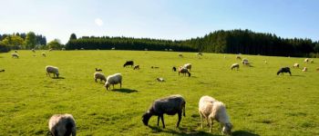 Point d'intérêt Lierneux - Les moutons - Photo