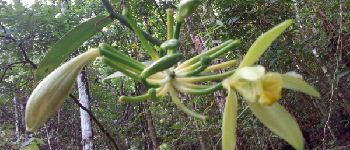 Punto de interés Sainte-Luce - La fleur de la Vanille qui est une Épiphyte - Photo
