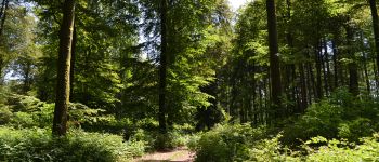 Point d'intérêt Libramont-Chevigny - En pleine forêt - Photo