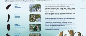 Point d'intérêt Libramont-Chevigny - Panneau didactique sur la végétation environnante - Photo