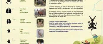 Point d'intérêt Libramont-Chevigny - Panneaux pédagogique sur les  animaux des forêts d'Ardenne - Photo