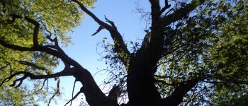 Point d'intérêt Grosrouvre - Chêne grand veneur - Photo