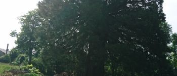 POI Tence - 04 - Séquoia géant - Photo