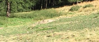 Point d'intérêt Molines-en-Queyras - marmottes - Photo