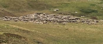Point d'intérêt Abriès-Ristolas - troupeau de moutons - Photo