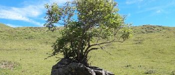 Point d'intérêt Vaujany - arbuste sur un rocher - Photo