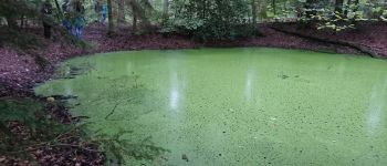 Punto di interesse Fontainebleau - 01 - Belle petite mare toute verte de lentilles - Photo