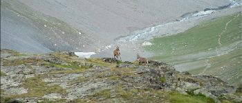 Point of interest Val-Cenis - Chamois - Photo