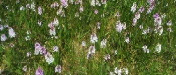 POI Combrit - un champ d'orchidées  - Photo