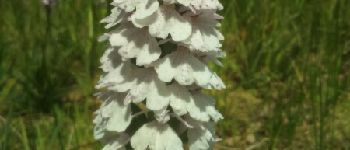 Punto di interesse Combrit - une orchidée sauvage  - Photo