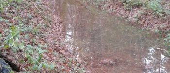 Point d'intérêt Souligny - Chemin creux humide - Photo
