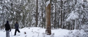 POI Corrençon-en-Vercors - tronc  d'arbre mort - Photo