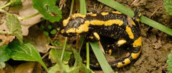 Punto de interés Flobecq - 5 - Des arbres et de l'eau pour la salamandre - Photo