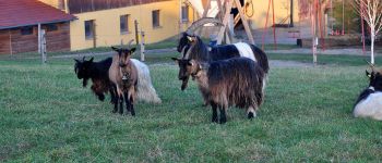 Punto di interesse Nordheim - Les chèvres de la fermes du Sonnenberg - Photo