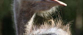 Punto di interesse Rochefort - Doneu Ostrich Farm - Photo
