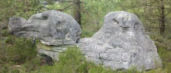 Point d'intérêt Fontainebleau - 18 - Un dromadaire fossilisé - Photo