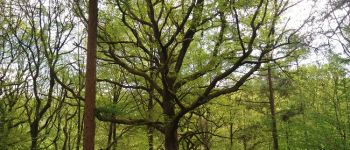 Point d'intérêt Esneux - chêne remarquable - Photo