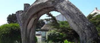 Point d'intérêt Noirmoutier-en-l'Île - tronc d'arbre insolite - Photo