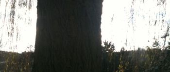 Punto de interés Ruan - arbre - Photo