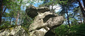Point d'intérêt Fontainebleau - 16 - (F) Sphinx du Cuvier-Châtillon - Photo
