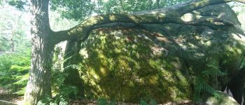 Point d'intérêt Fontainebleau - 02 - Ahhh, que ça fait du bien de reposer sa branche ! - Photo
