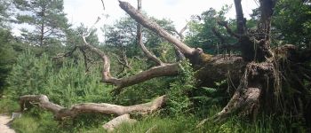POI Fontainebleau - 30 - Pauvre chêne, il est mort, sniff - Photo
