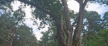 Point d'intérêt Fontainebleau - 17 - Le Chêne d'Eugène Sue - Photo