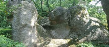 POI Fontainebleau - 06 - Rocher du Chameau (pas de repère) - Photo