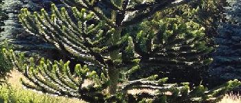 Punto di interesse Arcon - Araucaria du Chili - Photo