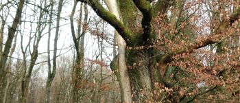 Point d'intérêt Havelange - chêne au gibet - Photo