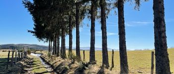 POI Cherier - Chemin bordé d'arbres - Photo