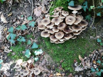 Randonnée Marche Chênex - Chenex champignons - Photo