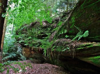 Trail On foot Sankt Ingbert - Schmetterling-Rundwanderweg Oberwürzbach - Photo