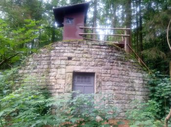 Randonnée A pied Miltenberg - Rundwanderweg Miltenberg Heidenschlag 2: Hösch-Hecken-Weg - Photo