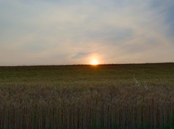 Tour Zu Fuß Colli Verdi - IT-202 - Photo