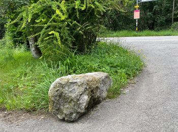 Trail On foot Neuchâtel - Neuchâtel Cadolles - Ch. de la Châtelainie - Photo