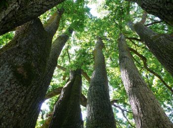 Randonnée A pied Lanaken - La Butte aux Bois Paarse trapezium - Photo