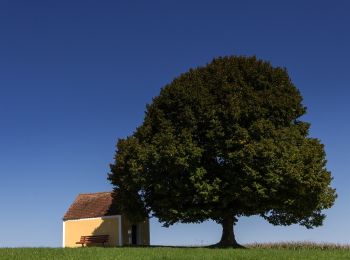 Tour Zu Fuß Neuhaus a.d.Pegnitz - Neuhaus-Rundwanderweg No.4 - Photo