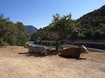 Tour Wandern Tolla - lac de Tolla  - Photo