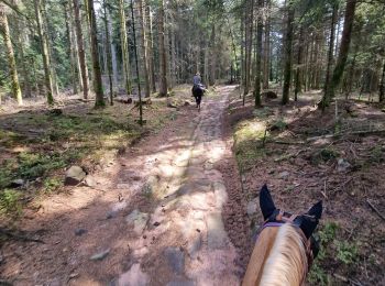 Trail Horseback riding Cirey-sur-Vezouze - Cirey-sur-Vezouze direction turquestein  - Photo