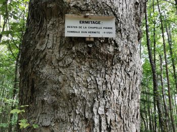 Trail Walking Saint-Hippolyte - boucle st Hippolyte-ht koenigsburg-st Hippolyte - Photo